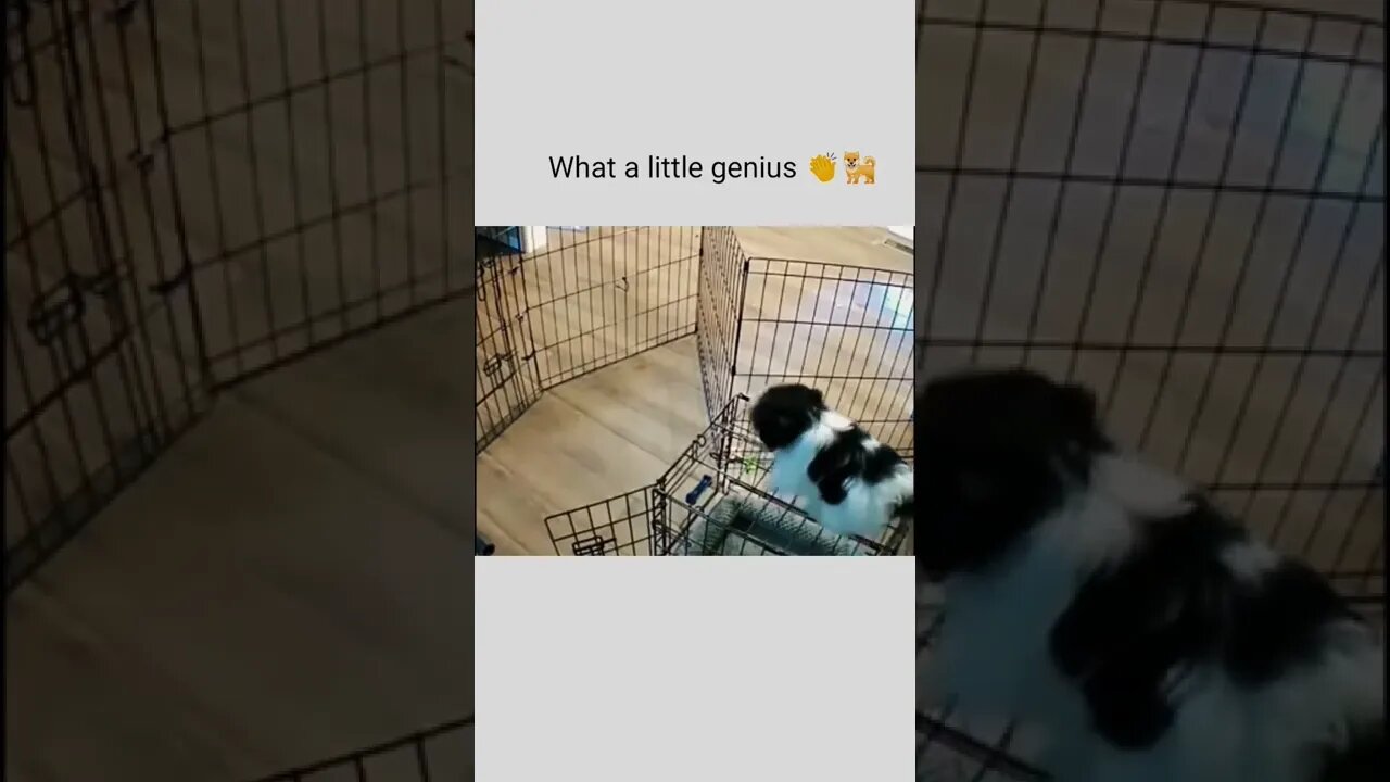 What a little genius 👏