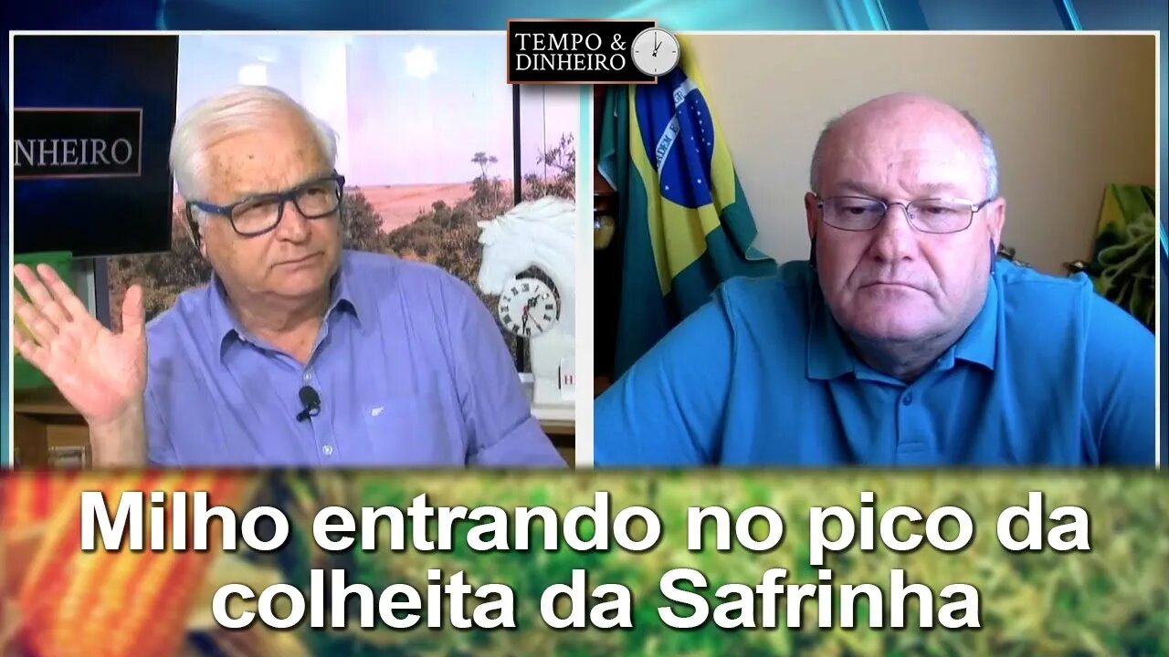 Milho entrando no pico da colheita da Safrinha