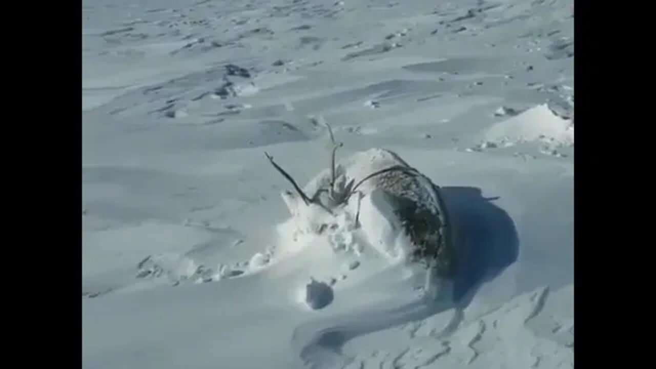 Hunter wakes up two sleeping caribou after a snowfall