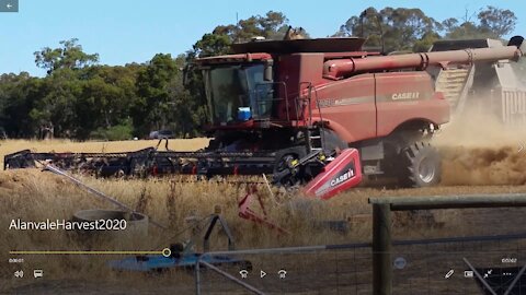 Alanvale 2020 oats harvest (grain and chopped straw)