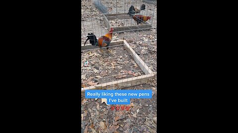 3x4 Square Chicken Cage