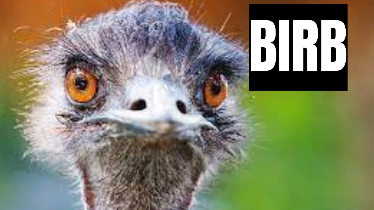 Did you know THIS about Ostriches?