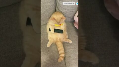 cute cat videos 😹 funny videos 😂 457 😻