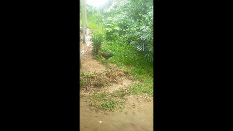 playing rain water