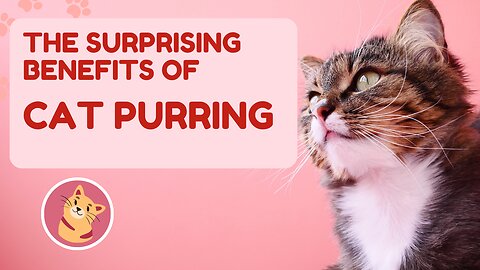 The Surprising Benefit of Cat Purring