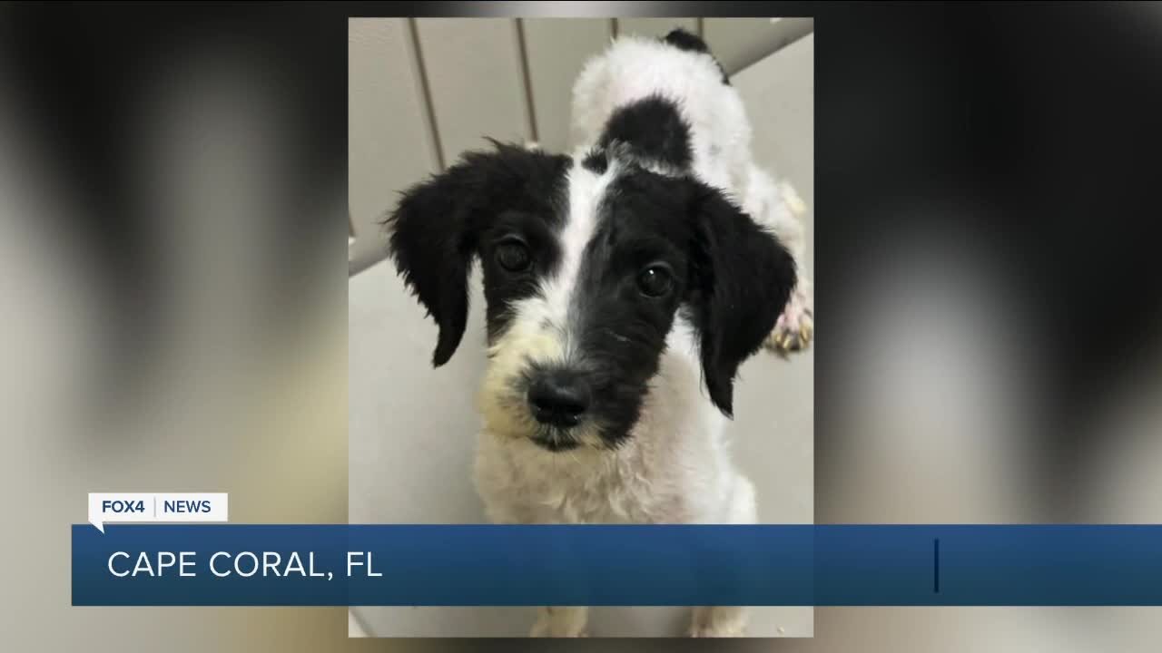 20 Dogs rescued in Cape Coral