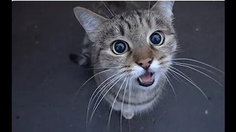 cute cat is saying something to me