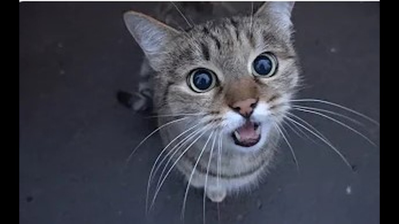 cute cat is saying something to me