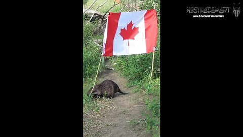 Ô Chinada de Justin Trudeau #6 (Extrait NostradaNews 149)