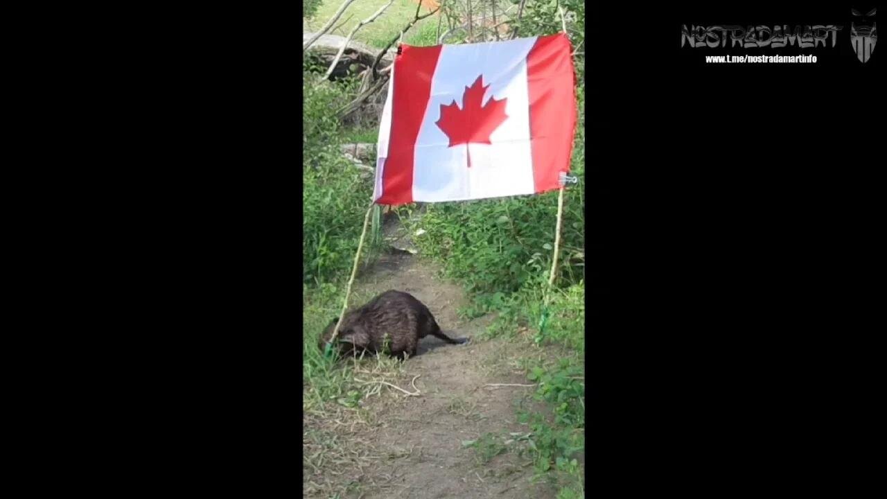 Ô Chinada de Justin Trudeau #6 (Extrait NostradaNews 149)