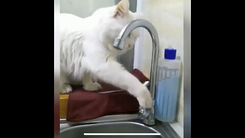 Cat drinks water by herself | cute cat videos