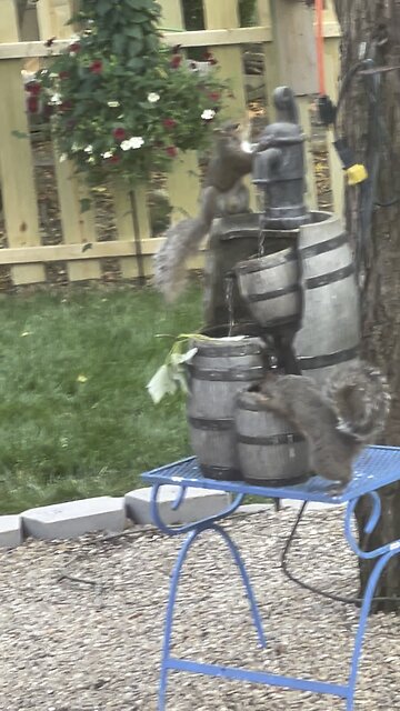 Squirrel loves fountain water