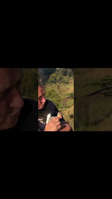 Injured baby guinea fowl enjoying some outdoors time