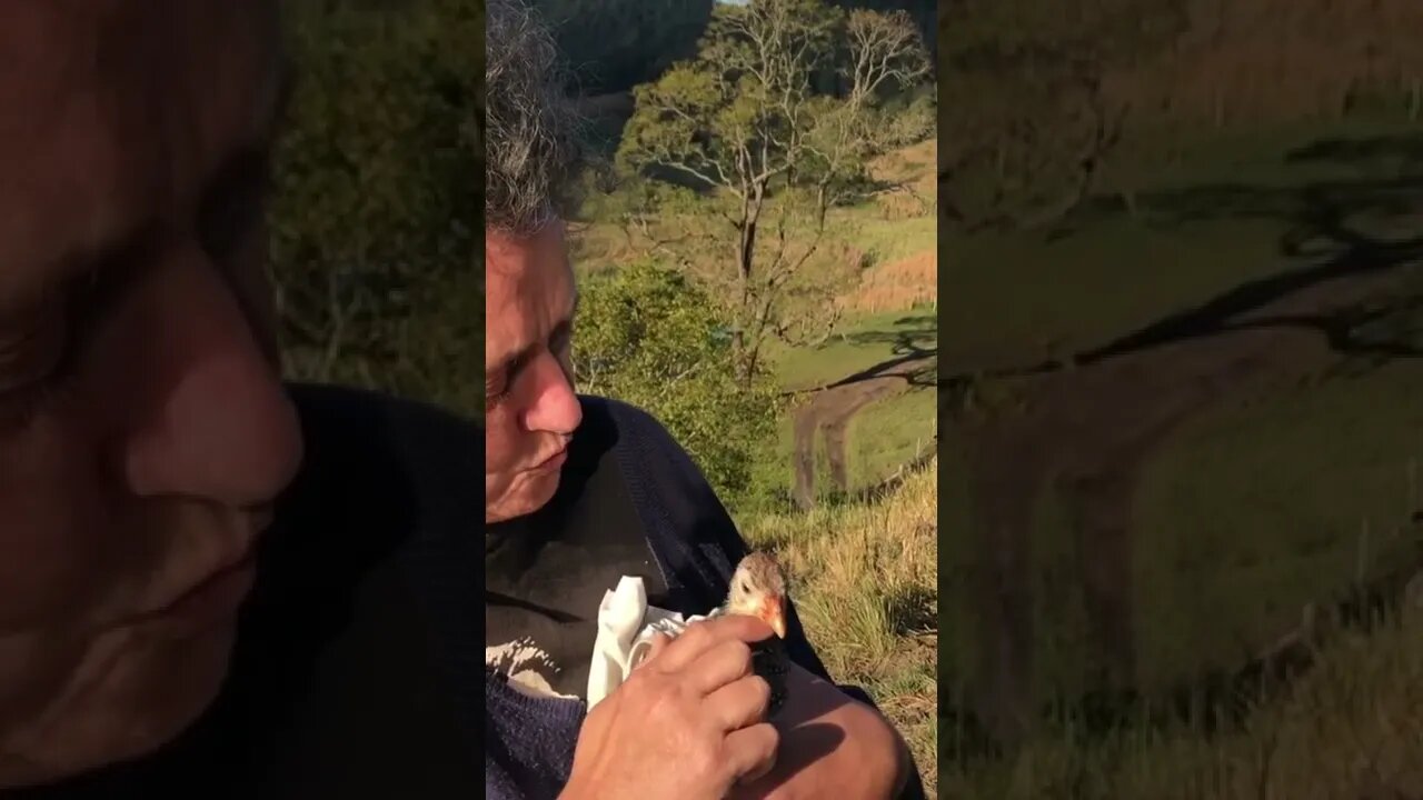 Injured baby guinea fowl enjoying some outdoors time