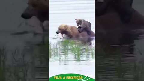 MAMÃE URSO PESCANDO E LEVANDO SEU FILHO #shorts