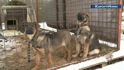 Ричард и Гамми ждут хозяев в сестрорецком приюте для бездомных животных «КотКурорт»