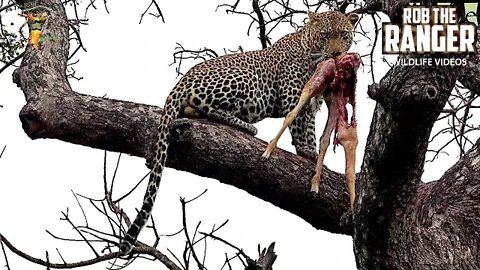 Incredible Moment As Leopard Rescues His Dropped Meal From A Hyena!!