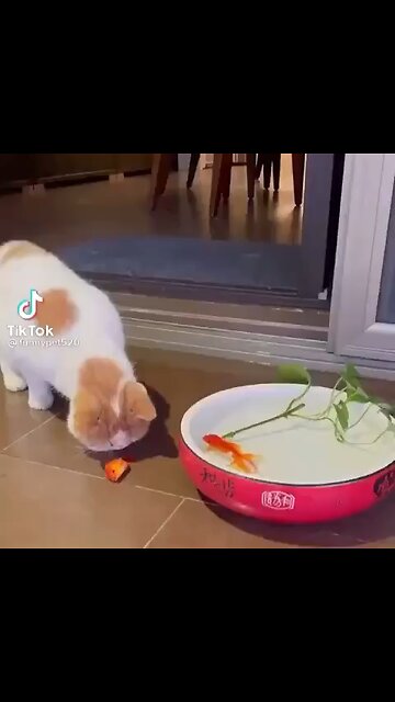 Save that Goldfish!