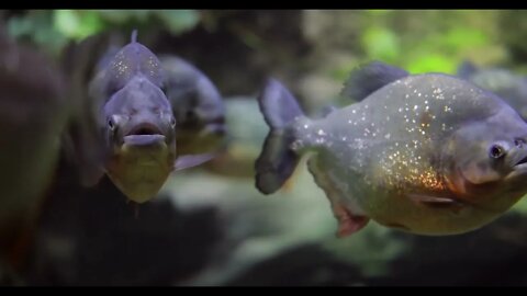 Piranha Colossoma macropomum in an aquarium 2
