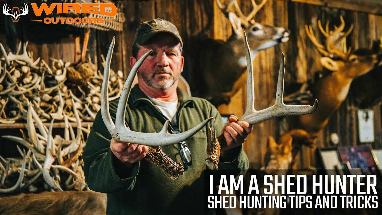 I Am A Shed Hunter - Shed Hunting Tips and Tricks