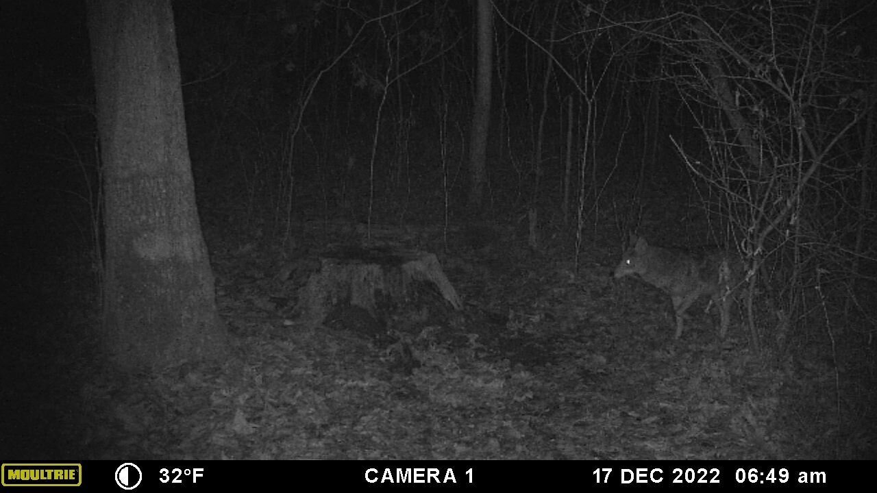 Shy coyote