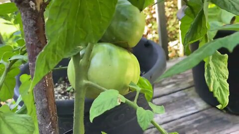 Easy Gardening For Lazy Gardners!