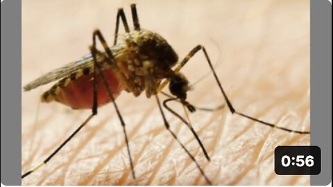 Keep an eye on mosquitoes