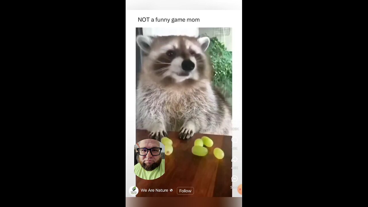 racoon gets greedy with food 😆