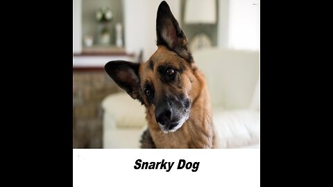 Haiti, Rebel News and Pavlov's Democrat