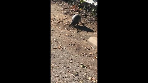 Armadillo parking lot at a trail near Georgetown Tx