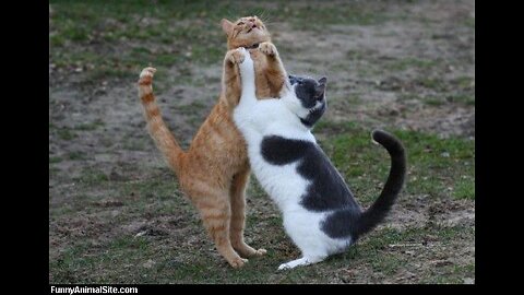 Funny_-_Animal-_-pets_-_video||#82 Funniest Animals video2023
