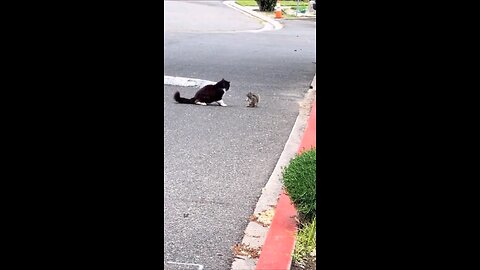 cat reaction funny moments