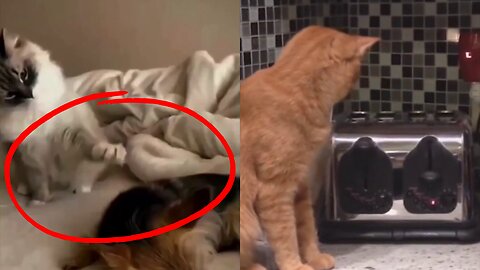 CAT TEASES DOG! - Cat jump toaster!