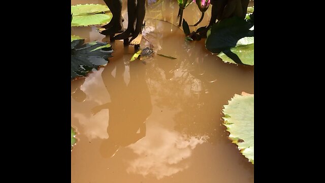 Pinto art Philippines