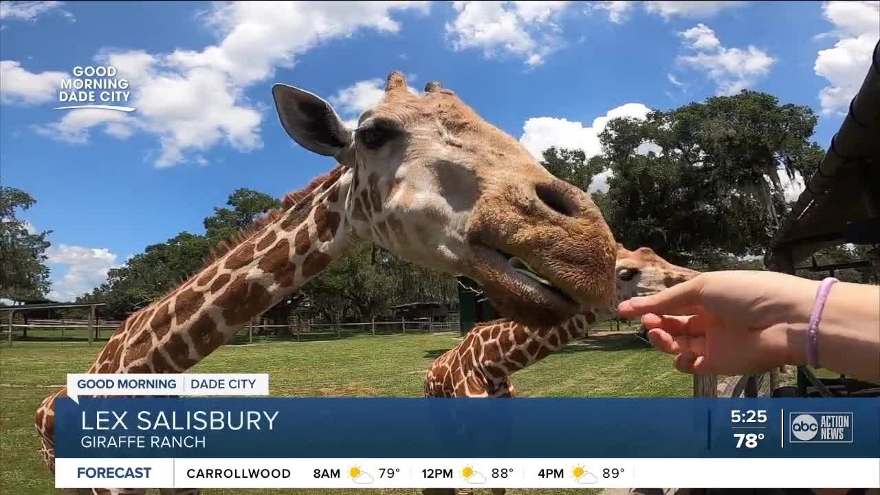 Take a wild safari ride at Dade City's 50-acre Giraffe Ranch wildlife preserve