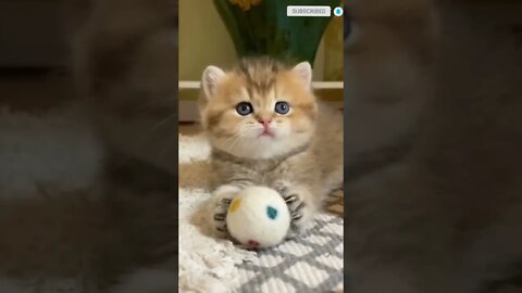 cute cat videos 😹 funny videos 😂1223 😻#shorts @🏝 تَفَكَّر Meditation 🏝