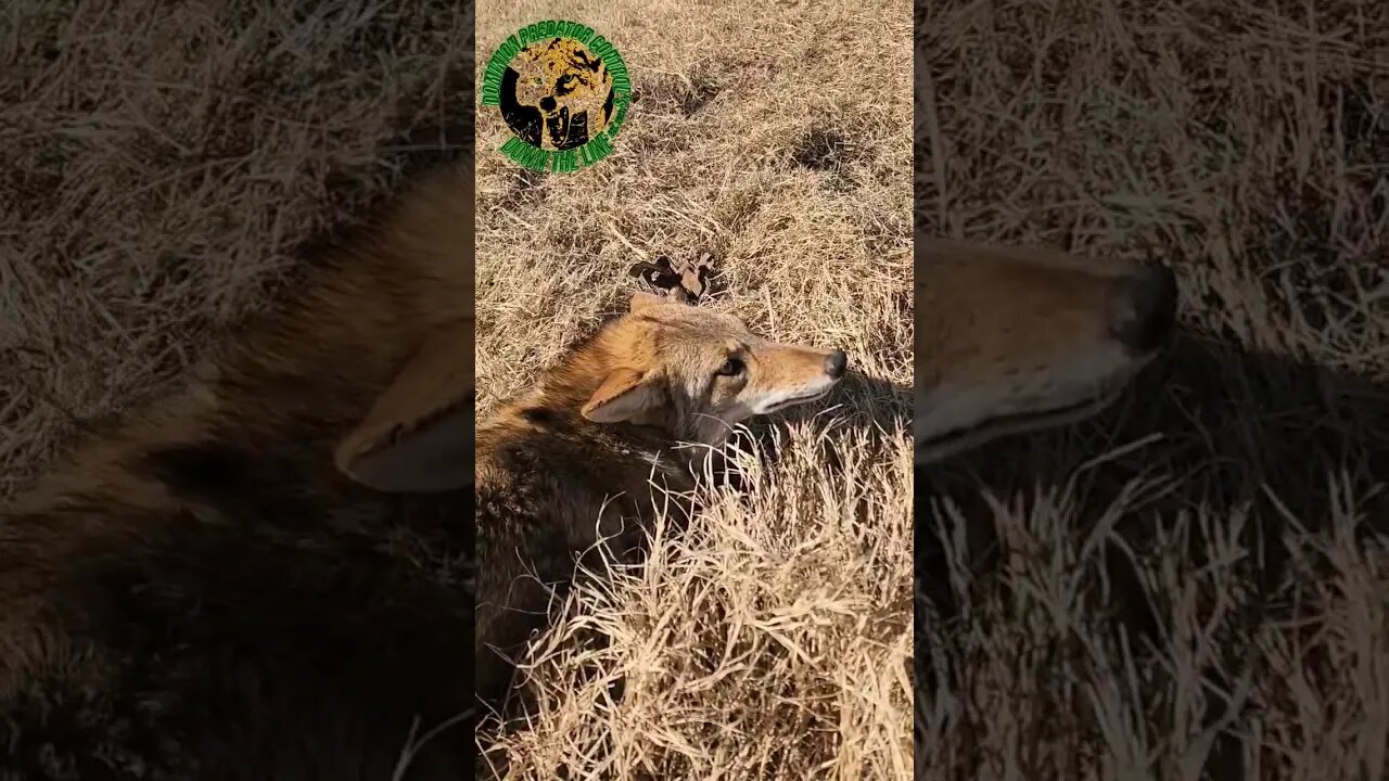 Coyote No. 35 on my 28th Check #outdoors #trapping #viral #fyp