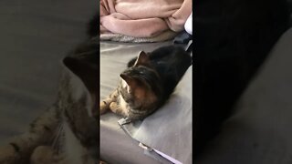 Cutest kitten
