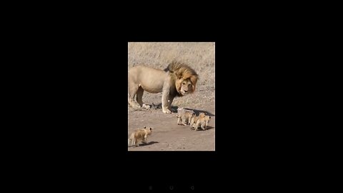 Lion Family