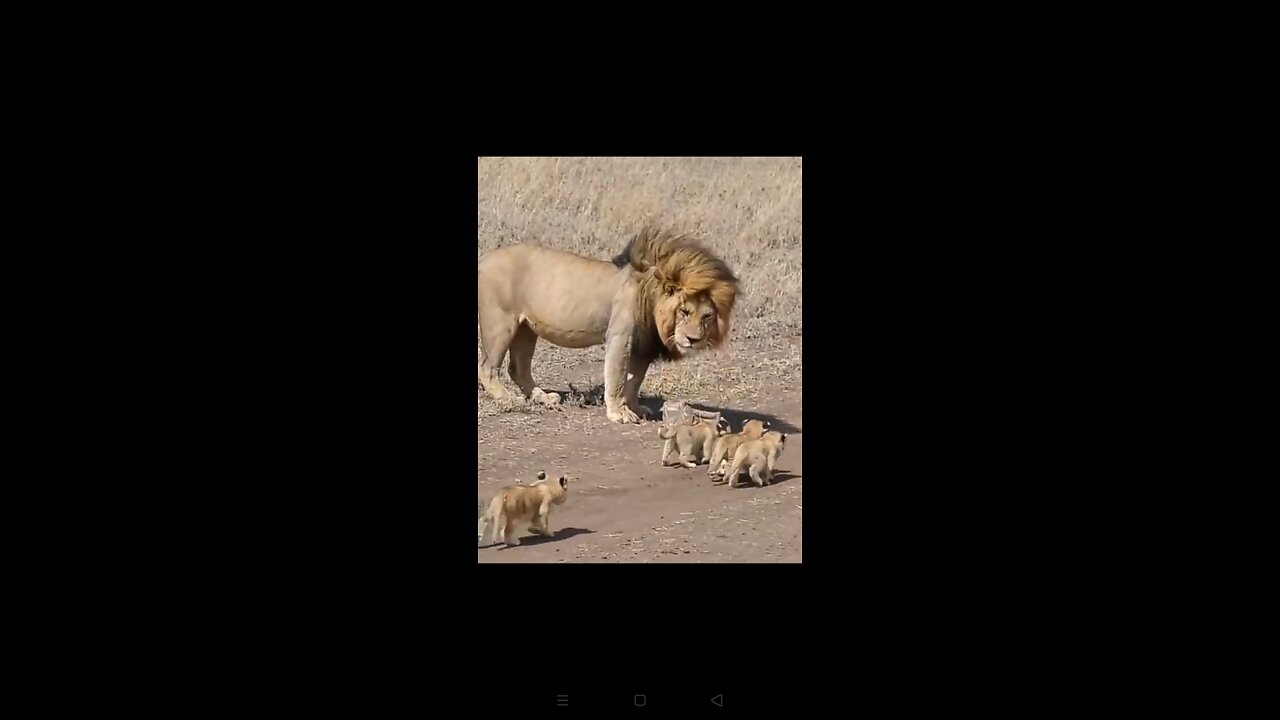 Lion Family