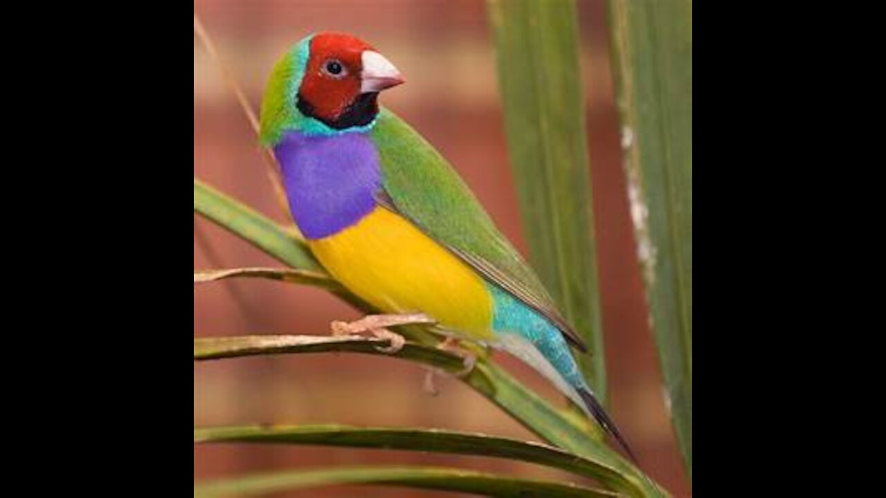 Diversification of early bird ancestors