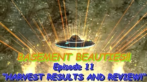 Basement Beauties! Ep.11 #MarsHydro #Viparspectra 👽 #NorthGenetics 🍍 #SouthbayGenetics 👀💃🏼💃🏾💃RESULTS