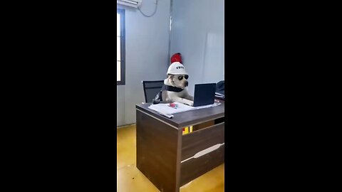 Funny Animals 2024 Part 3