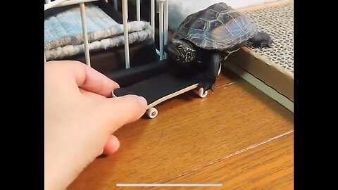 Turbo Turtle Shell Shocker