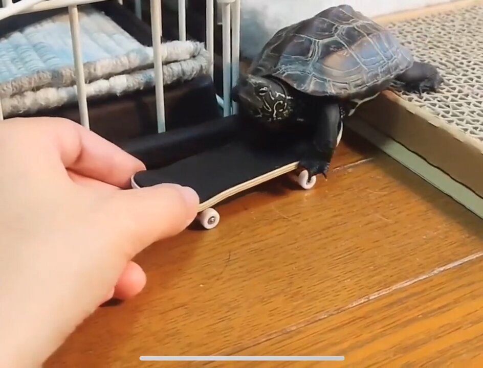 Turbo Turtle Shell Shocker