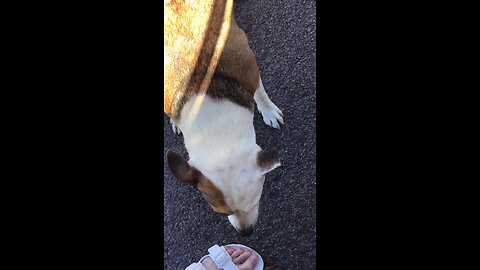 Fetch