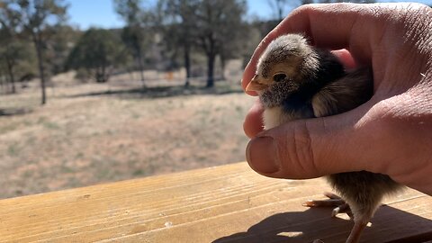 New chick! 4 day old Polish🐓