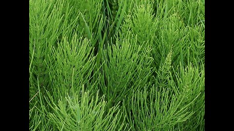 Horsetail (Equisetum arvense)