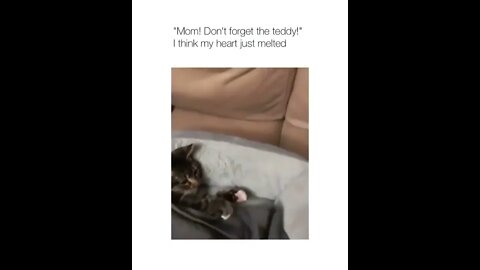 Cute Cats