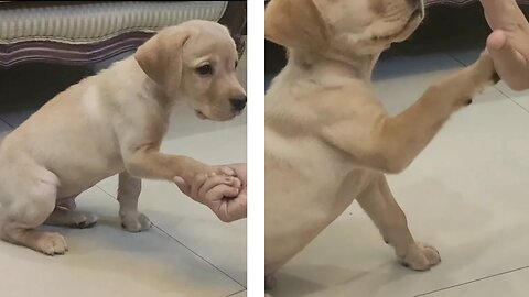 "Video Guide: Training Your Puppy with Convenient Techniques"